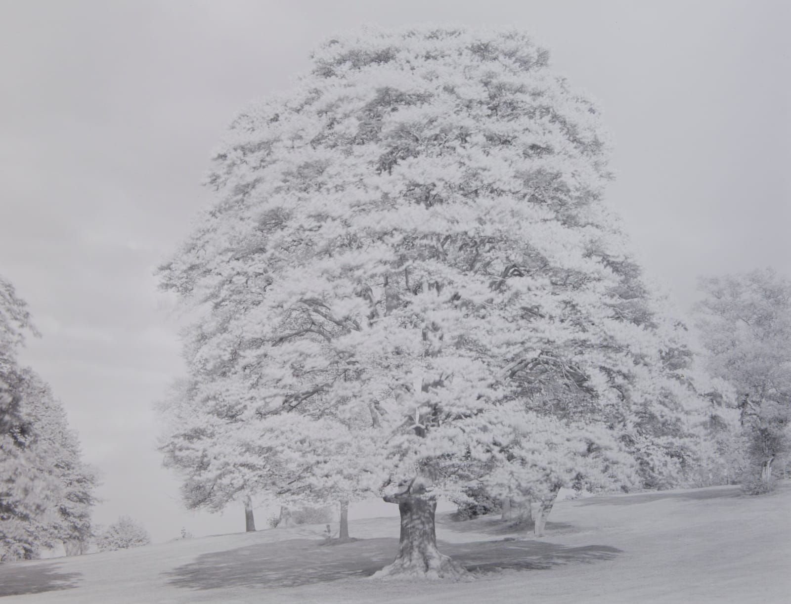 John Blakemore, from "Year of the Tree" (Spring), 1984
