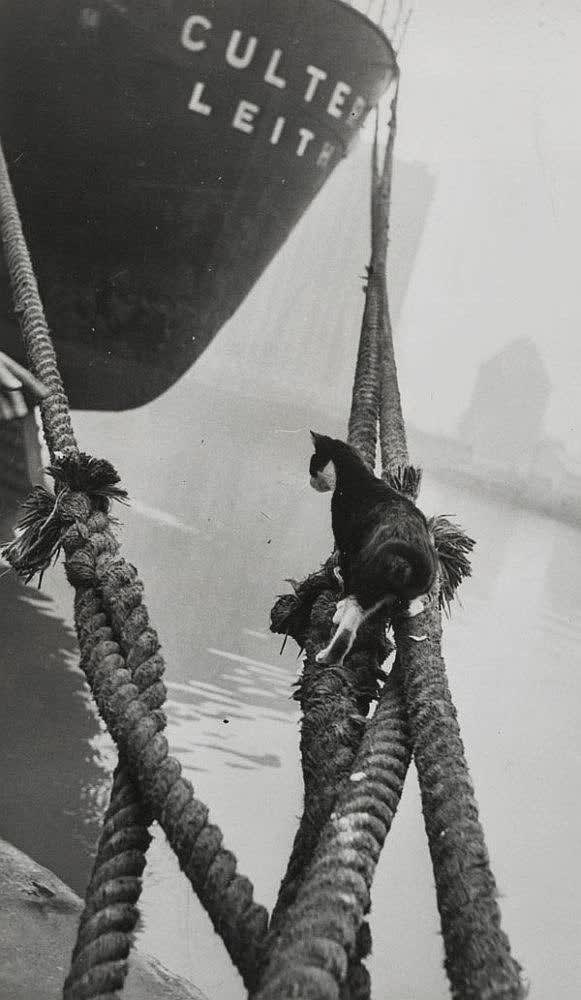 Thurston Hopkins, Cats of London, 1951