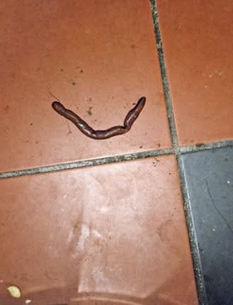 Anna Fox, Notes from Home (Gifts from the Cats), 2000-03