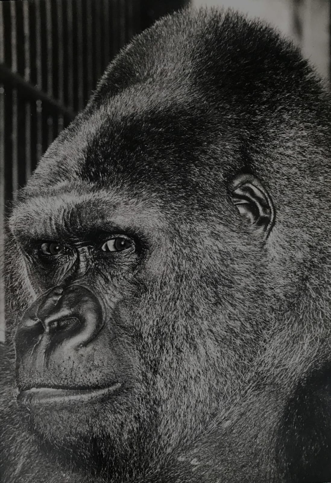 Wolfgang Suschitzky, Guy the Gorilla, 1958