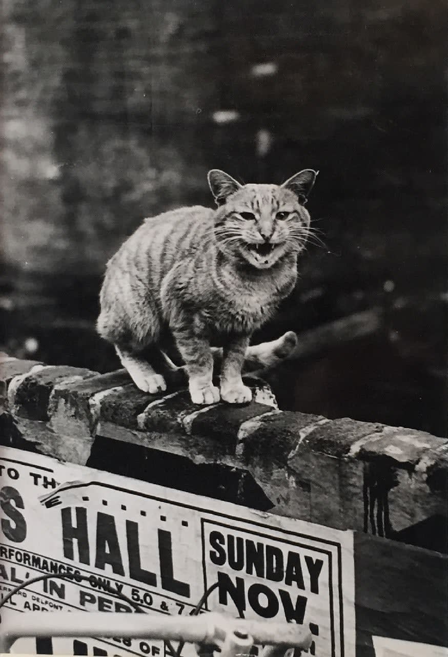 Thurston Hopkins, Cats of London, 1951