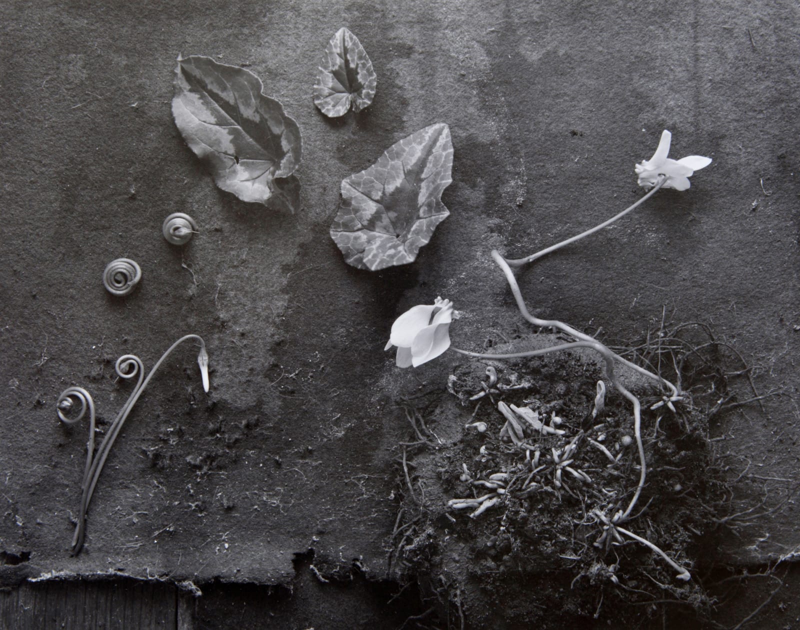 John Blakemore, Cyclamen, 1999