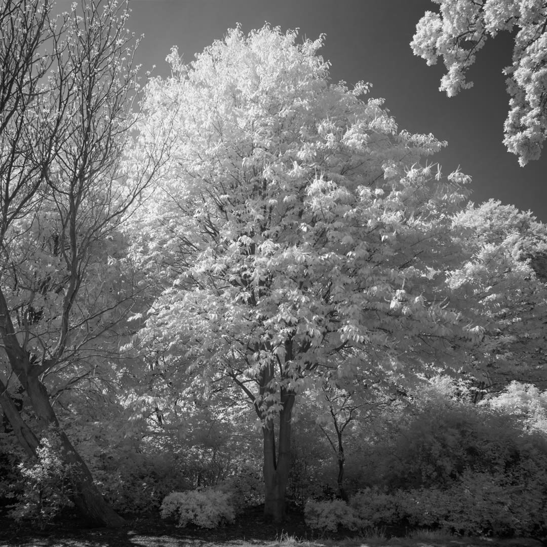 John Davies, 111T Acer Species (for removal), 2018