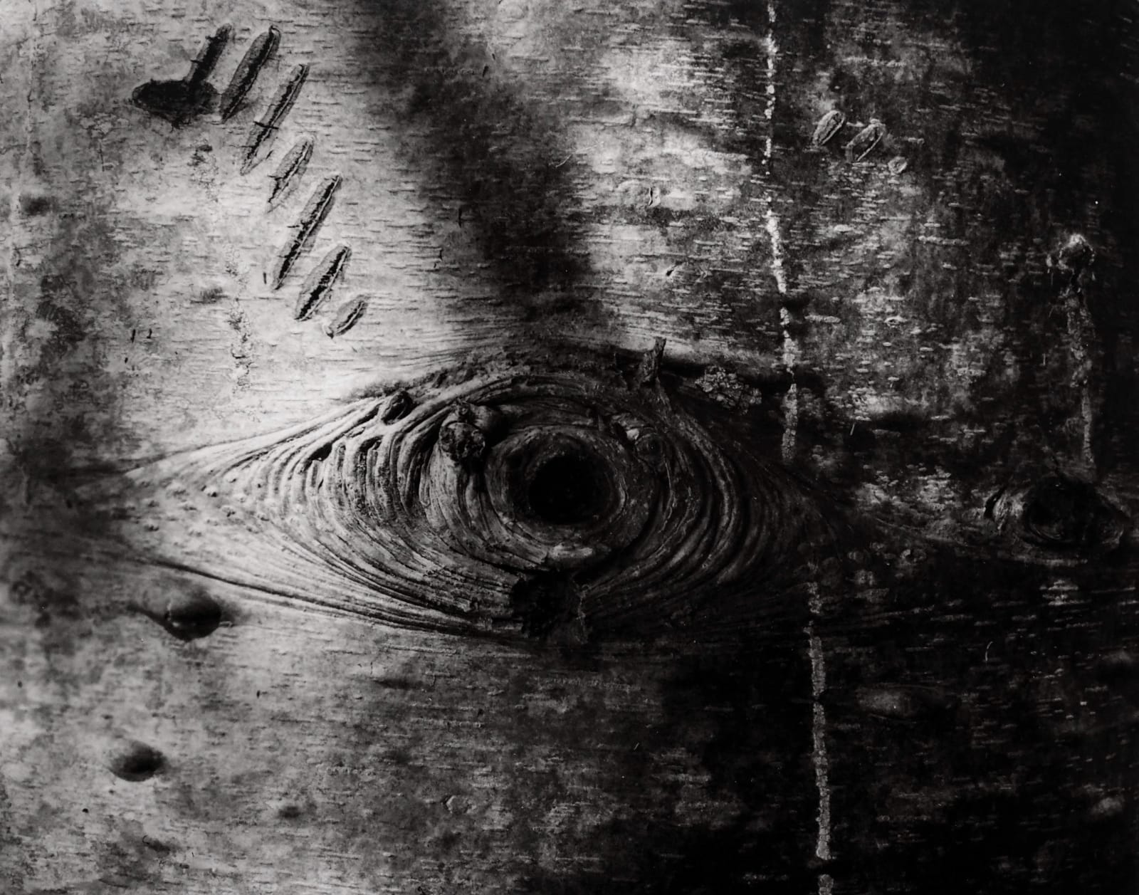 John Blakemore, From "Premonitions" (Tree Bark, Beorgie Wood, N. Scotland), 1974