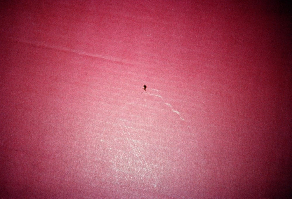 Anna Fox, Cockroach Diary, 1996