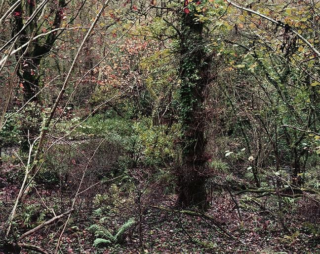 Jem Southam, The Painter's Pool, 17 November 2002 (Right), 2002