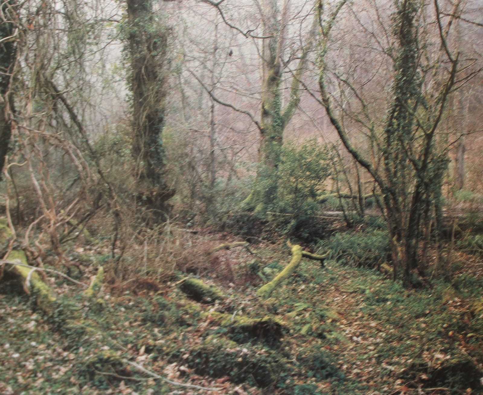 Jem Southam, The Painter's Pool, 18 March 2003, 2003