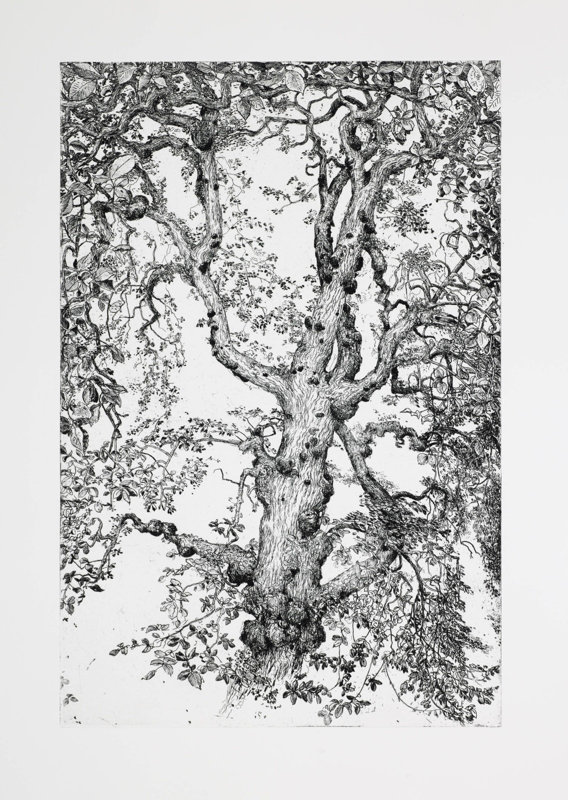 Ian Westacott, Owl Tree, Cromarty, 2017