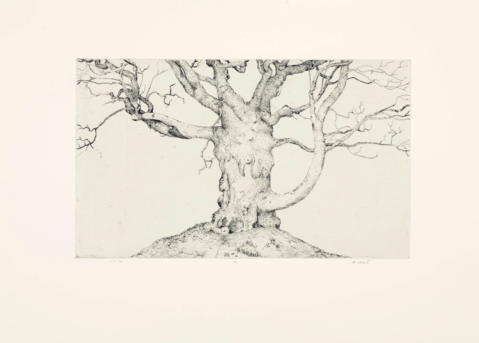 Ian Westacott, Dule Tree