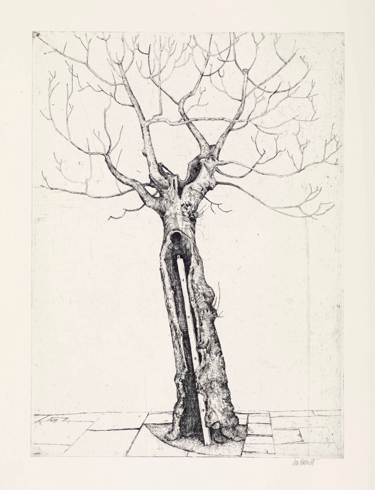 Ian Westacott, This is a Tree, Orkney