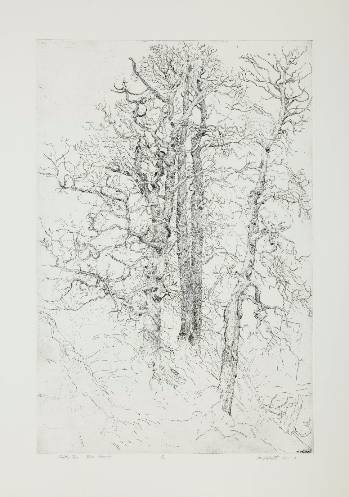 Ian Westacott, Skeleton Trees, Cromarty, 2017