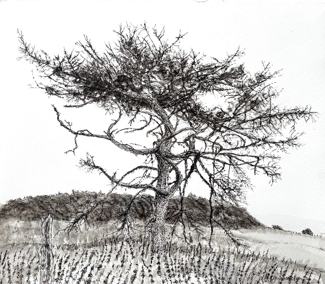 Magi Sinclair, Braemore Tree Ink Study