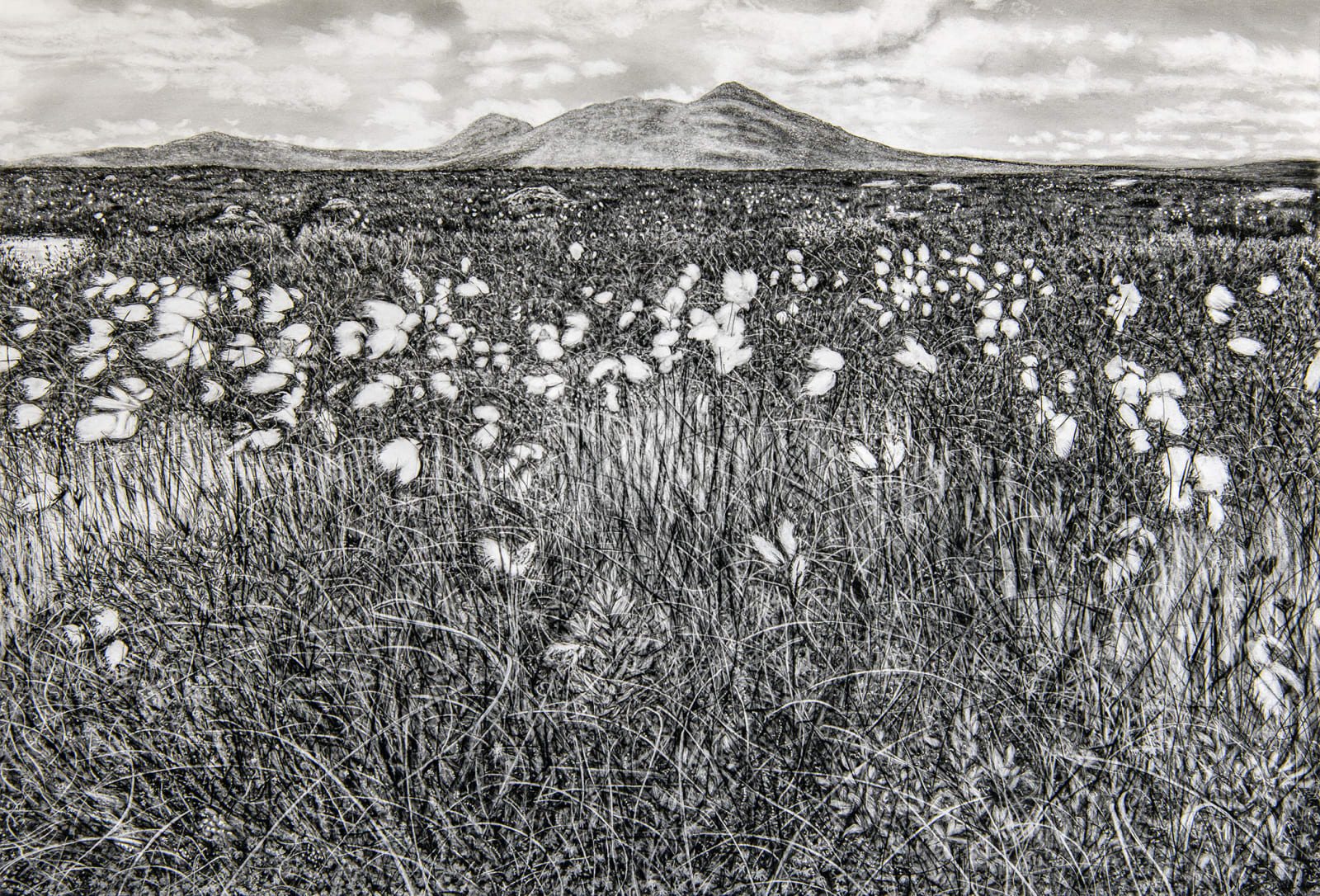 Magi Sinclair, VEILED POOL AND COTTONGRASS