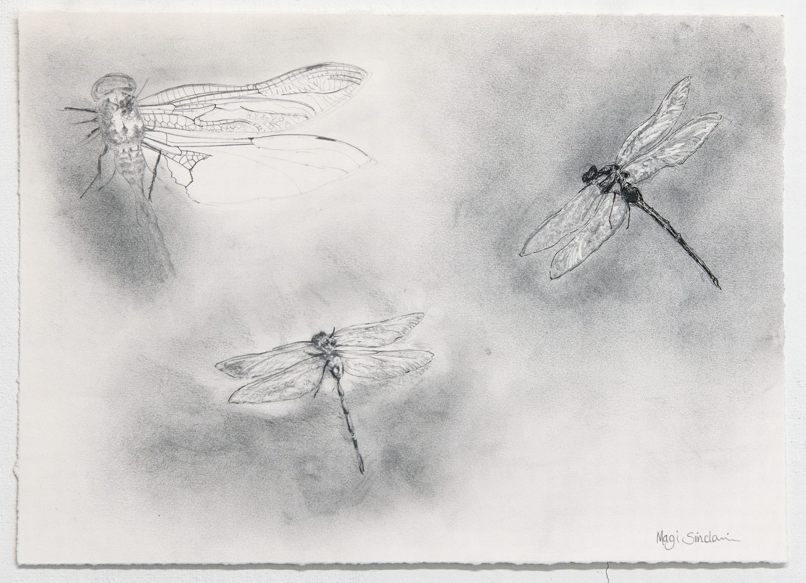 Magi Sinclair, FLICHAN NETHER ( DRAGONFLY )STUDIES.