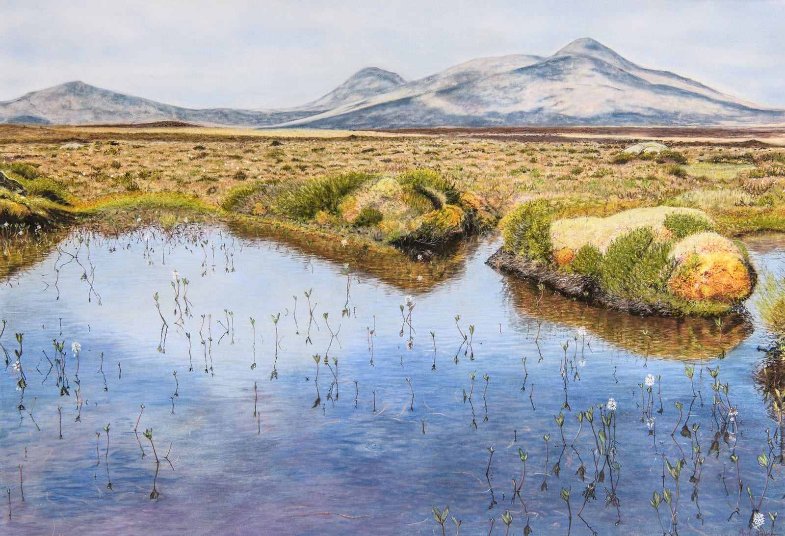 Magi Sinclair, FLOWERING BOGBEAN AND SHADOWS.