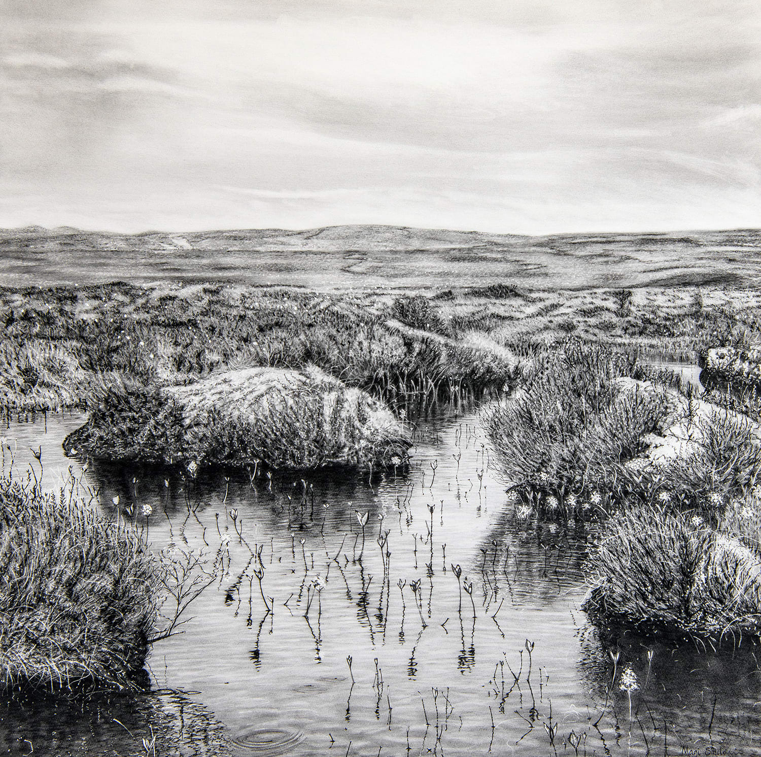 Magi Sinclair, SPRING FLORA AMONG THE HUMMOCKS.