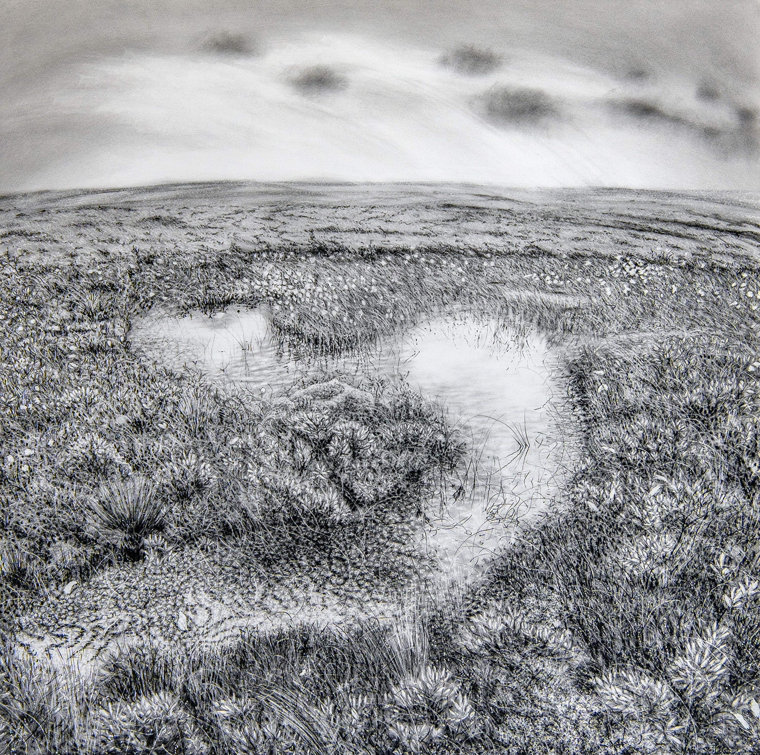 Magi Sinclair, SPHAGNUM PATTERNS IN THE BOG.