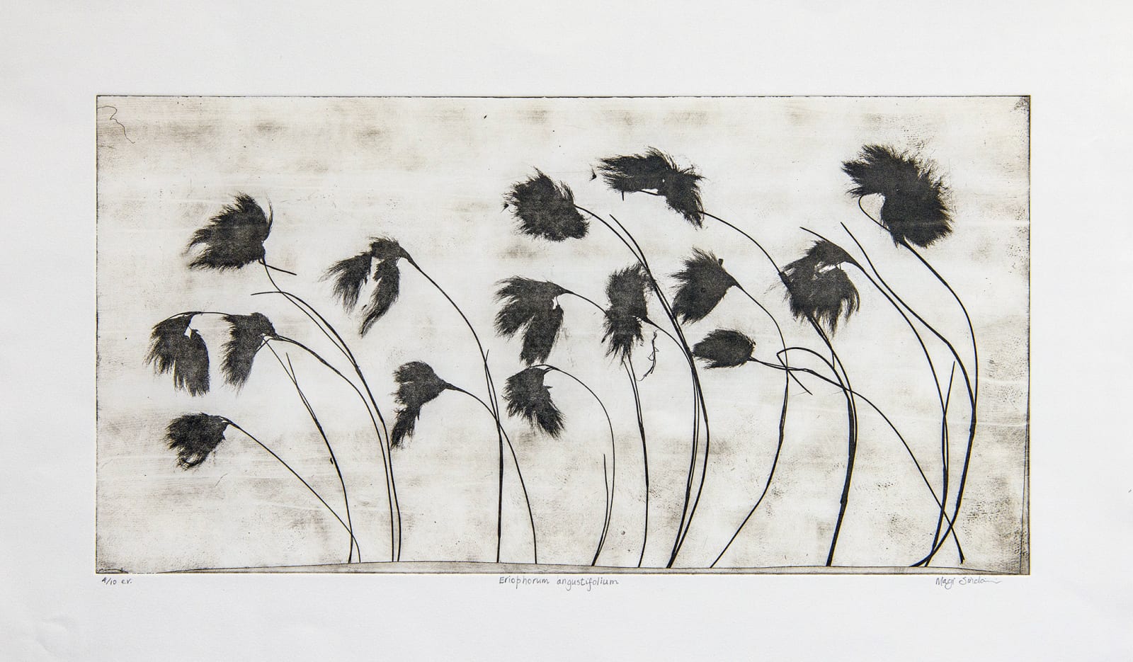 Magi Sinclair, ERIOPHORUM ANGUSTIFOLIUM,