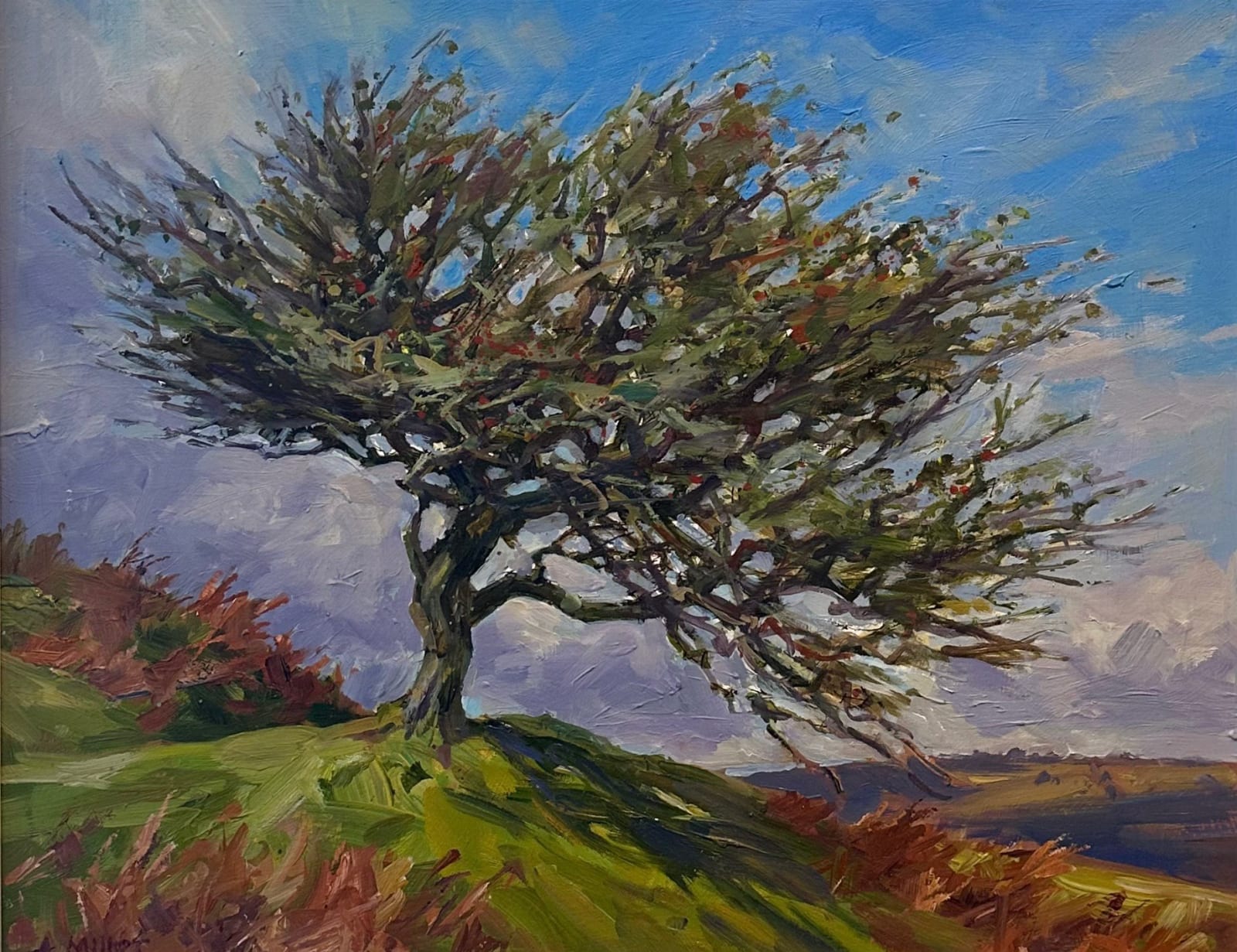 Andrew Miller, Windblown Thorn on Dartmoor