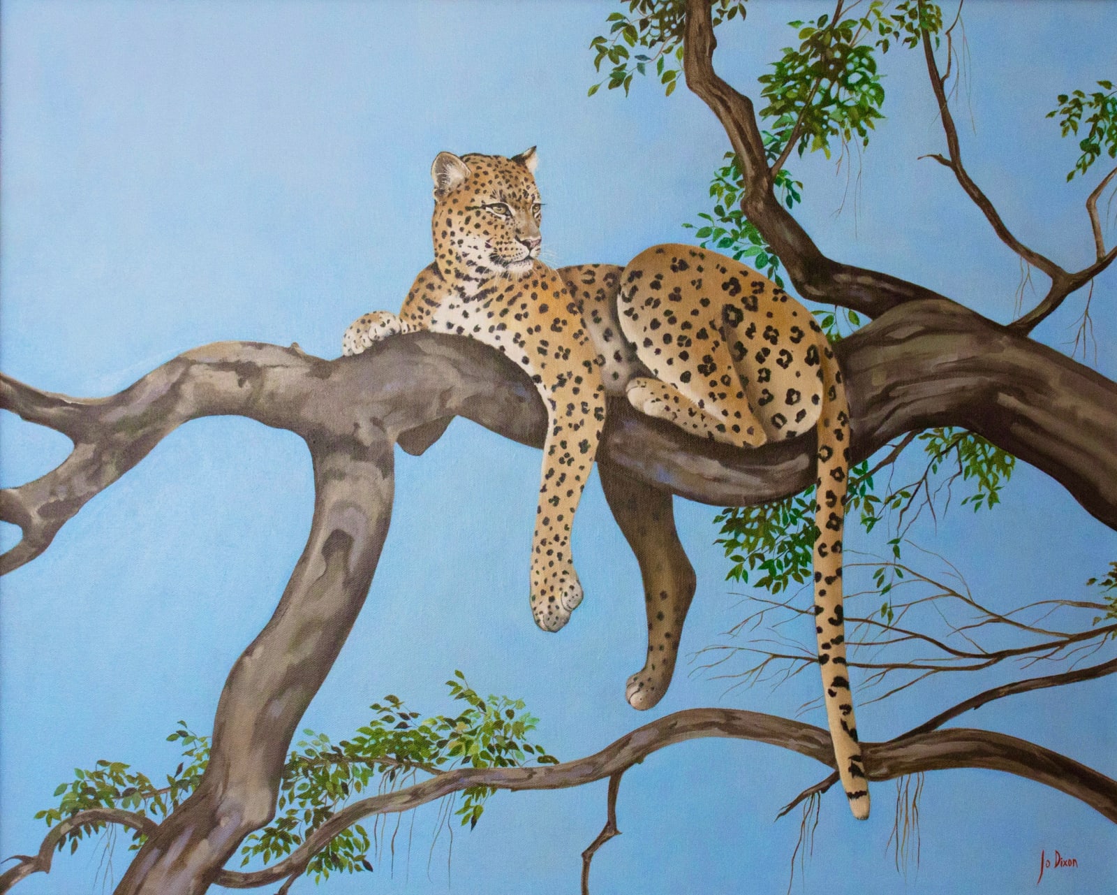 Jo Dixon, Leopard Resting, Indian Forest, Tamil Nadu