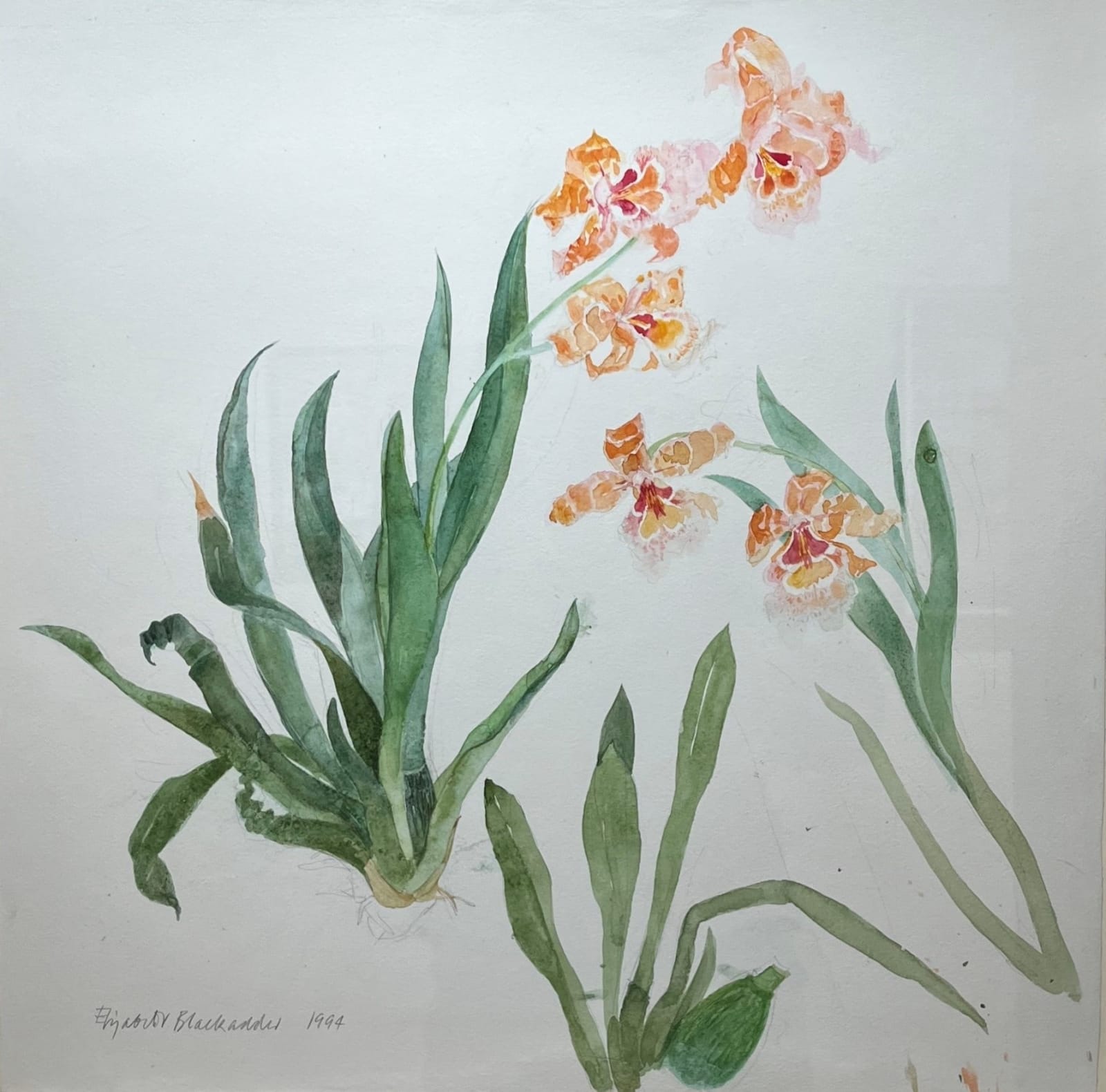 ELIZABETH BLACKADDER, Little Orange Orchid, 1994