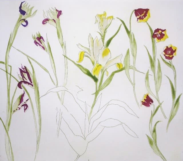 ELIZABETH BLACKADDER, Irises, Lilies, Tulips, 2013