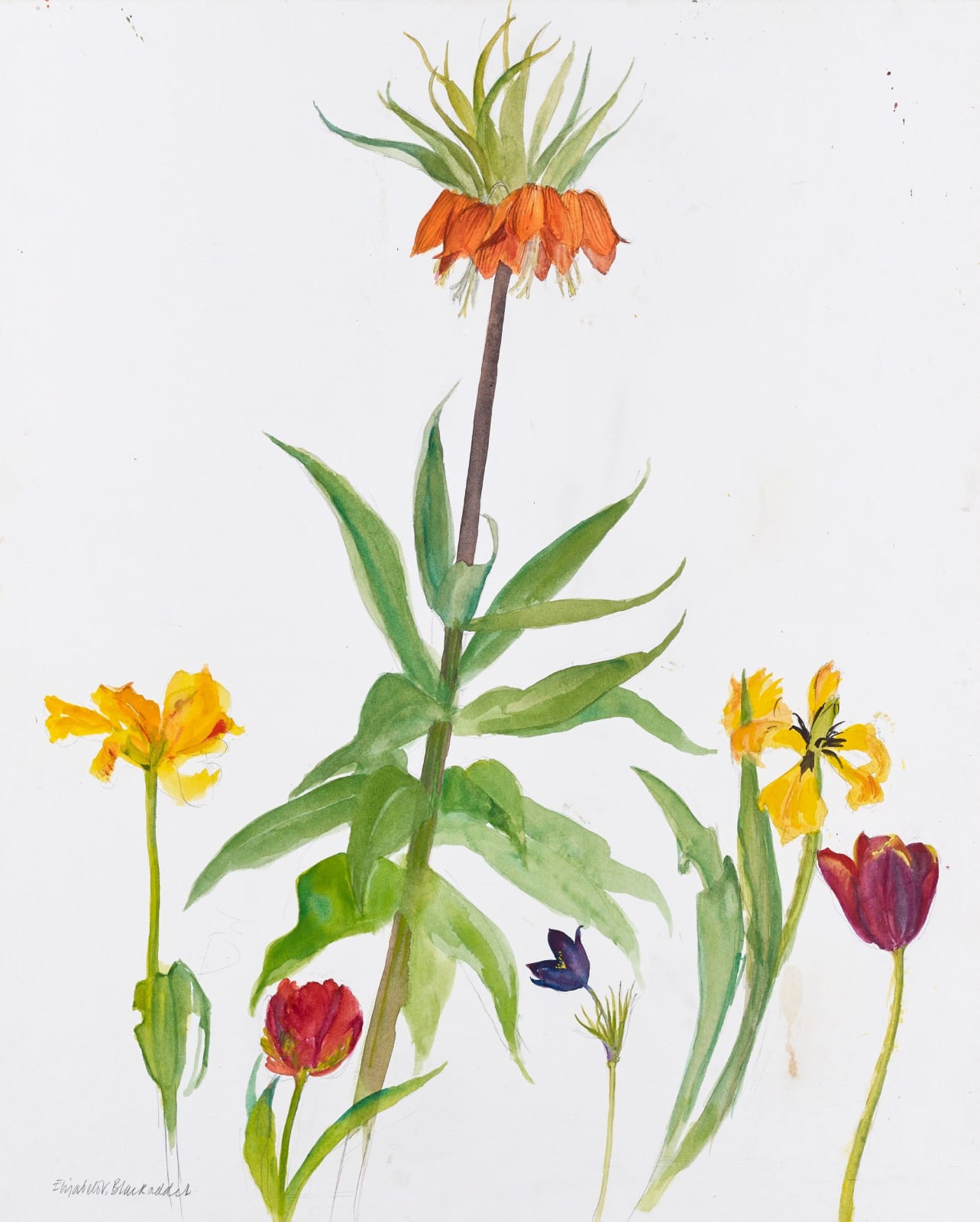 ELIZABETH BLACKADDER, Tulips and crown imperial, 2011
