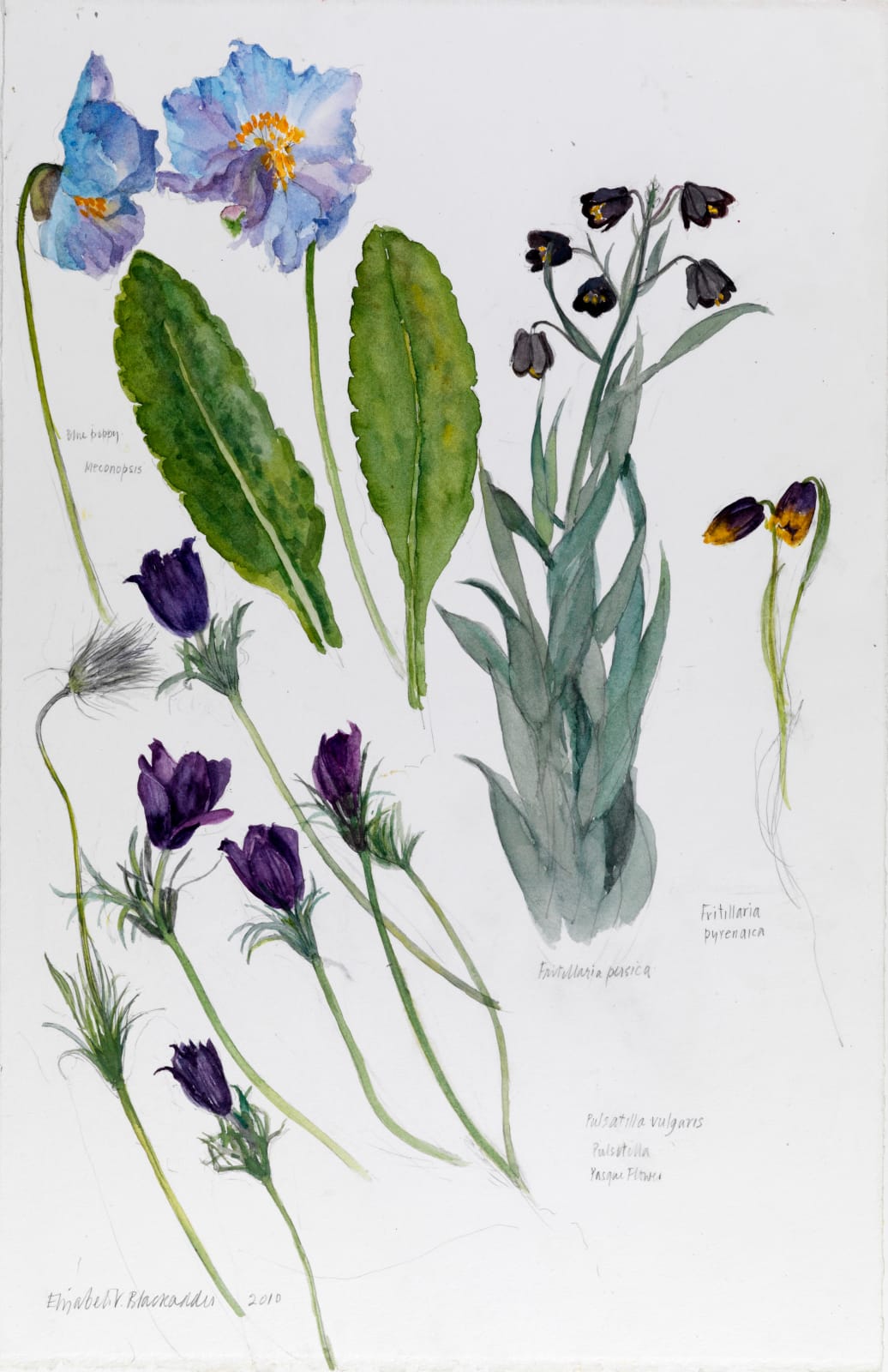 ELIZABETH BLACKADDER, Blue Poppy and Other Flowers, 2010