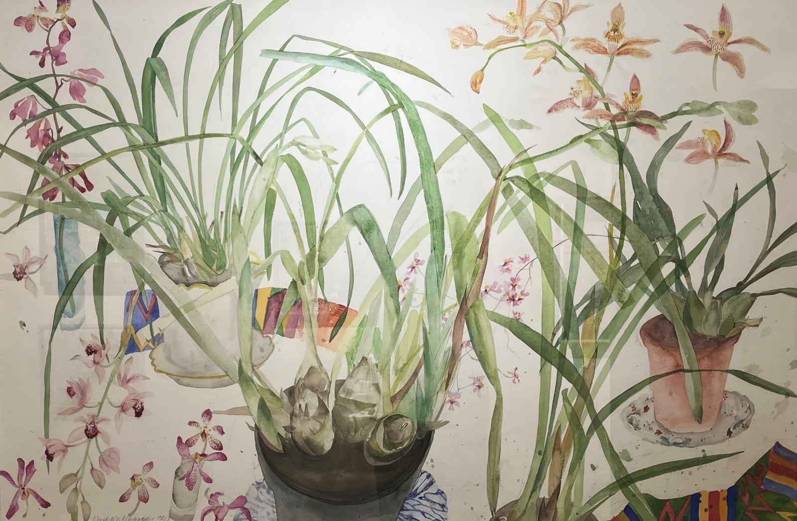 ELIZABETH BLACKADDER, Orchids, 1982-3