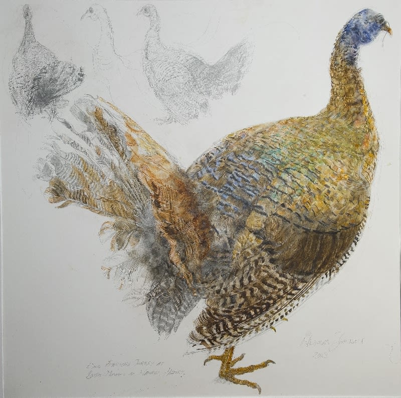 NICHOLAS JOHNSON, American Wild Turkey I, 2013