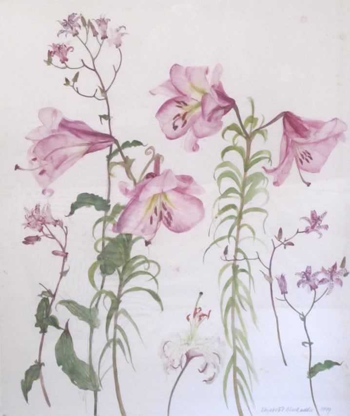 ELIZABETH BLACKADDER, Pink Lilies and Japanese Toad Lilies (Tricyrtis Hirta), 1999