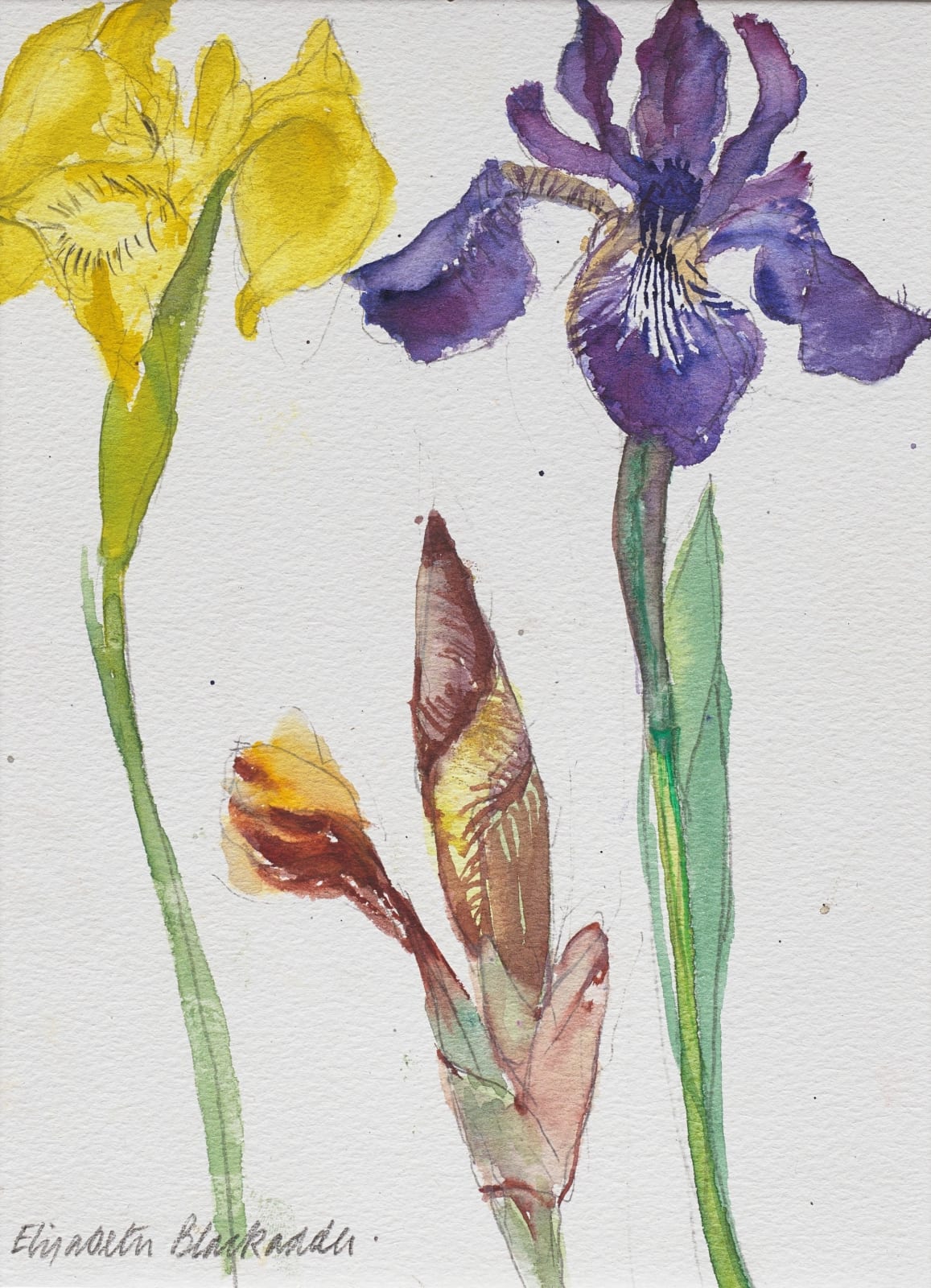 ELIZABETH BLACKADDER, Iris, from 'A Brush with Burns', c. 2014
