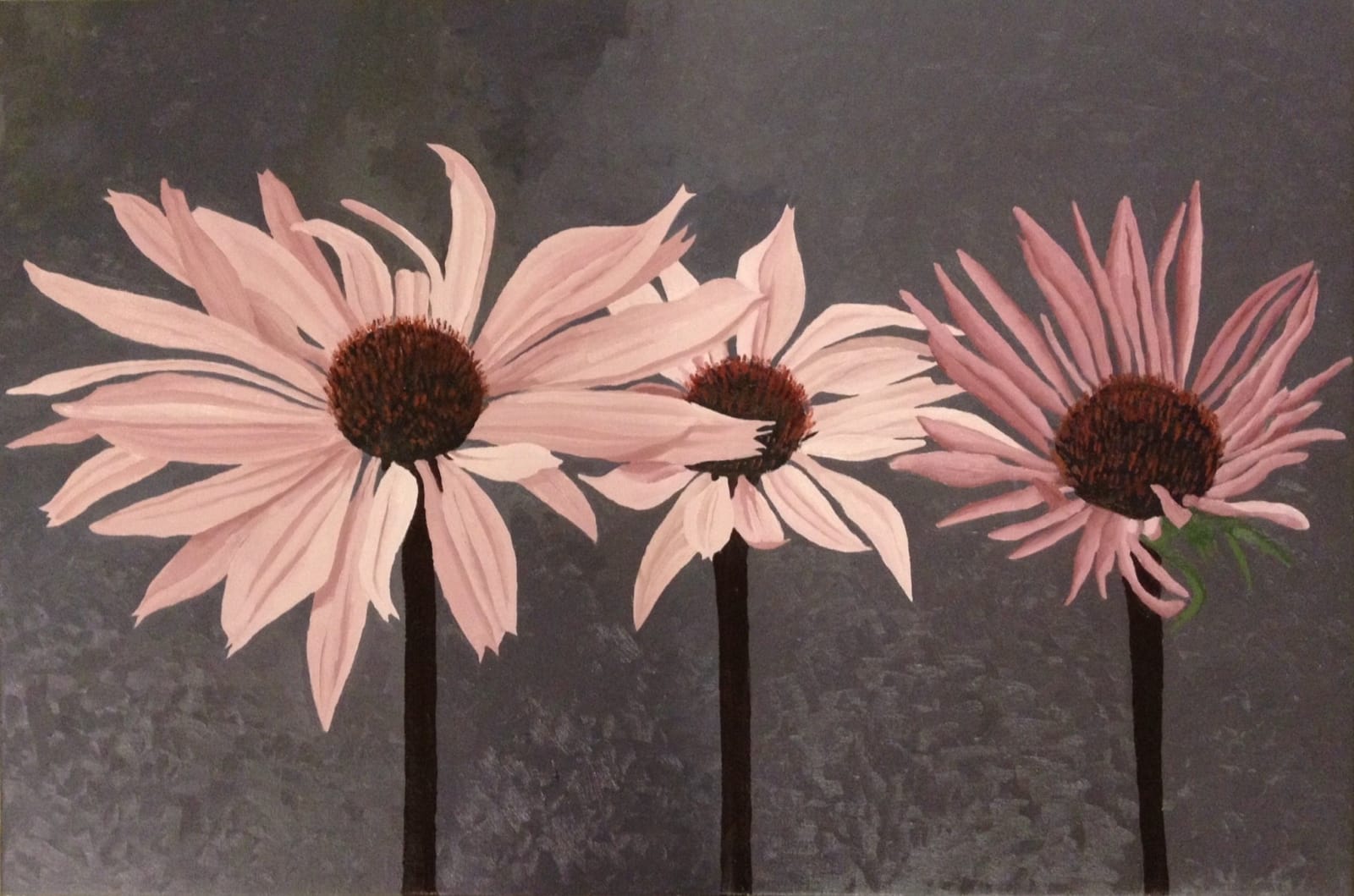 ENDELLION LYCETT GREEN, Echinacea