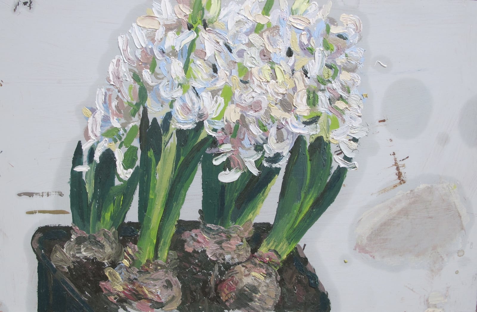 SUSAN WILSON, Hyacinths