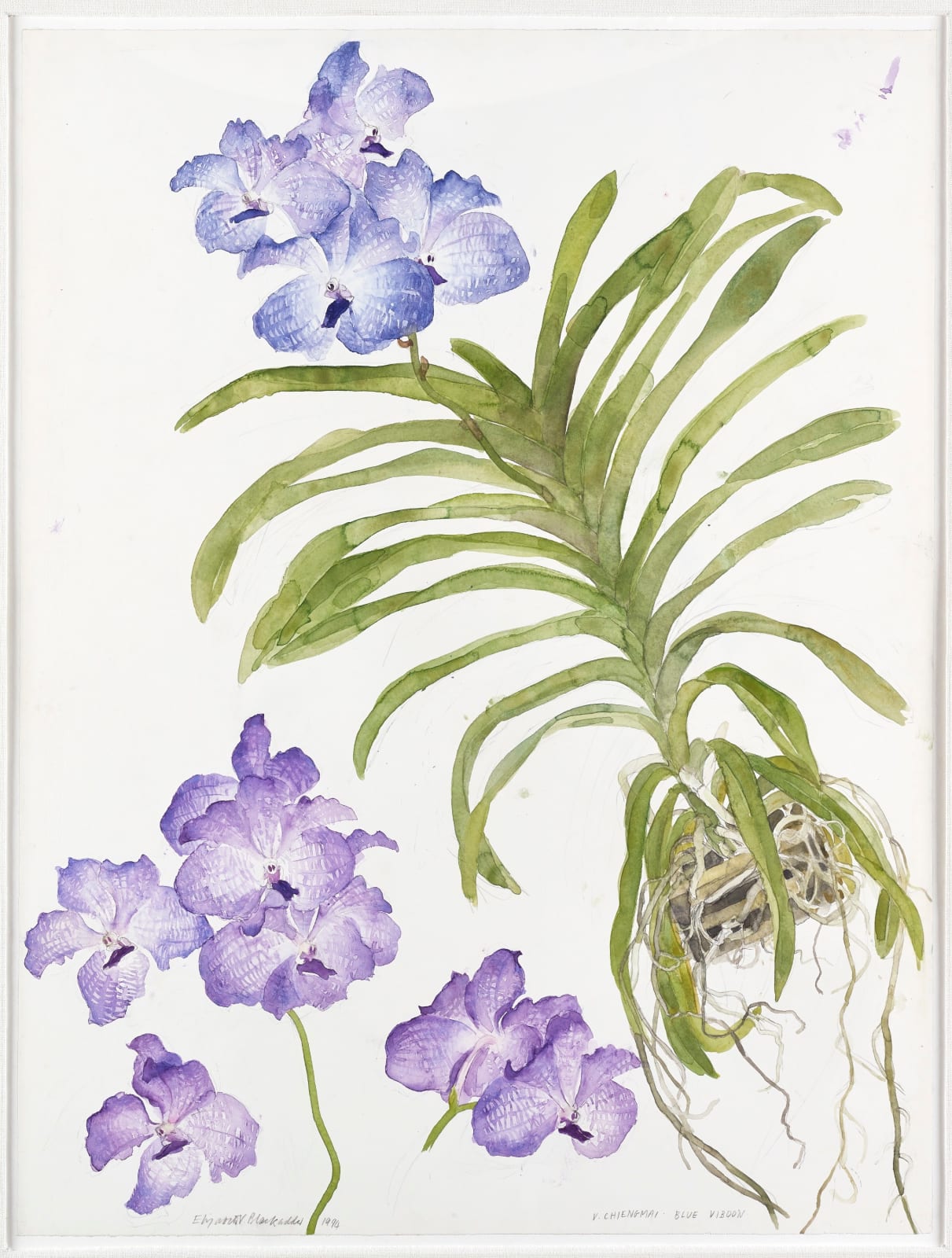 ELIZABETH BLACKADDER, Blue orchid vanda chiengmai, blue viboon, 1994