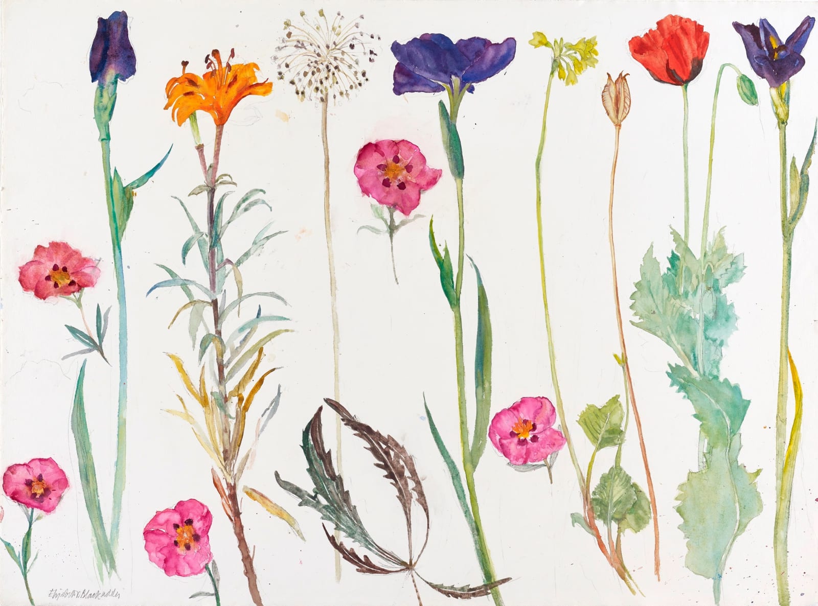 ELIZABETH BLACKADDER, Poppies and Irises, 2014