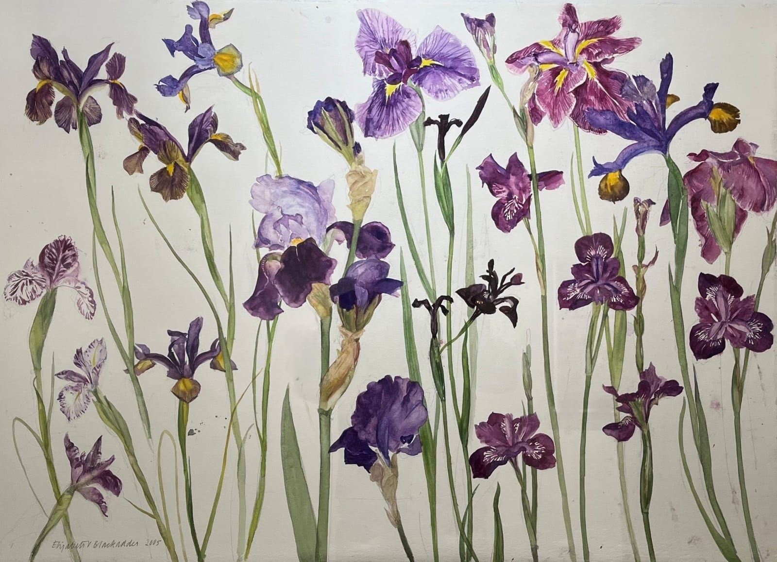 ELIZABETH BLACKADDER, Irises, 2005