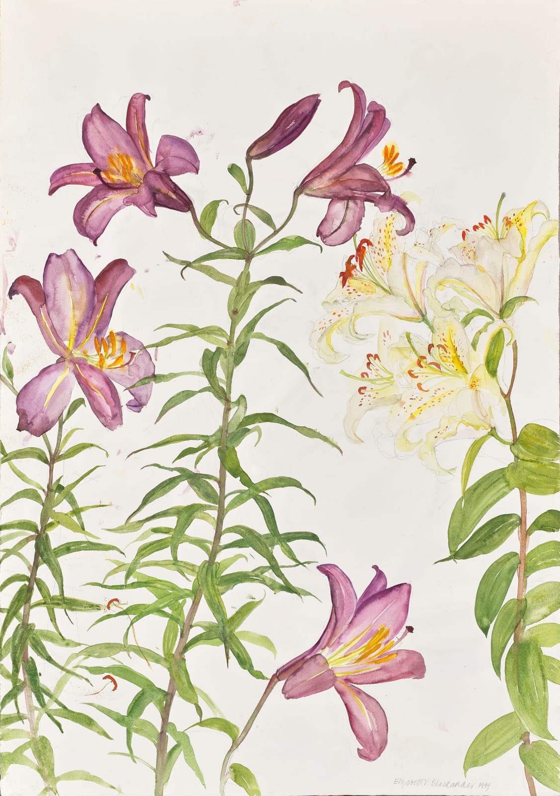 ELIZABETH BLACKADDER, Lilies, 1999