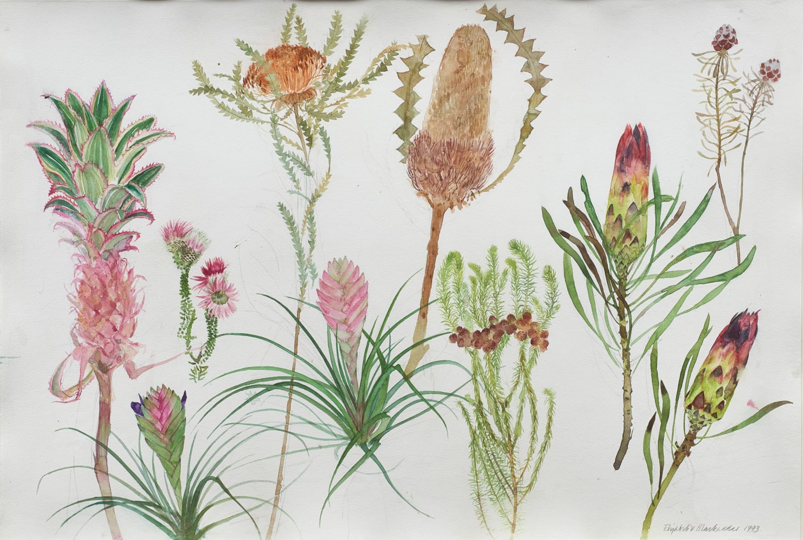 ELIZABETH BLACKADDER, Australian Plants, 1993