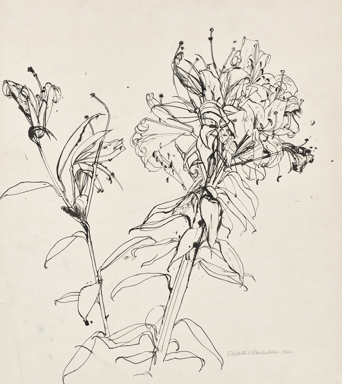 ELIZABETH BLACKADDER, Two Lilies, 1966