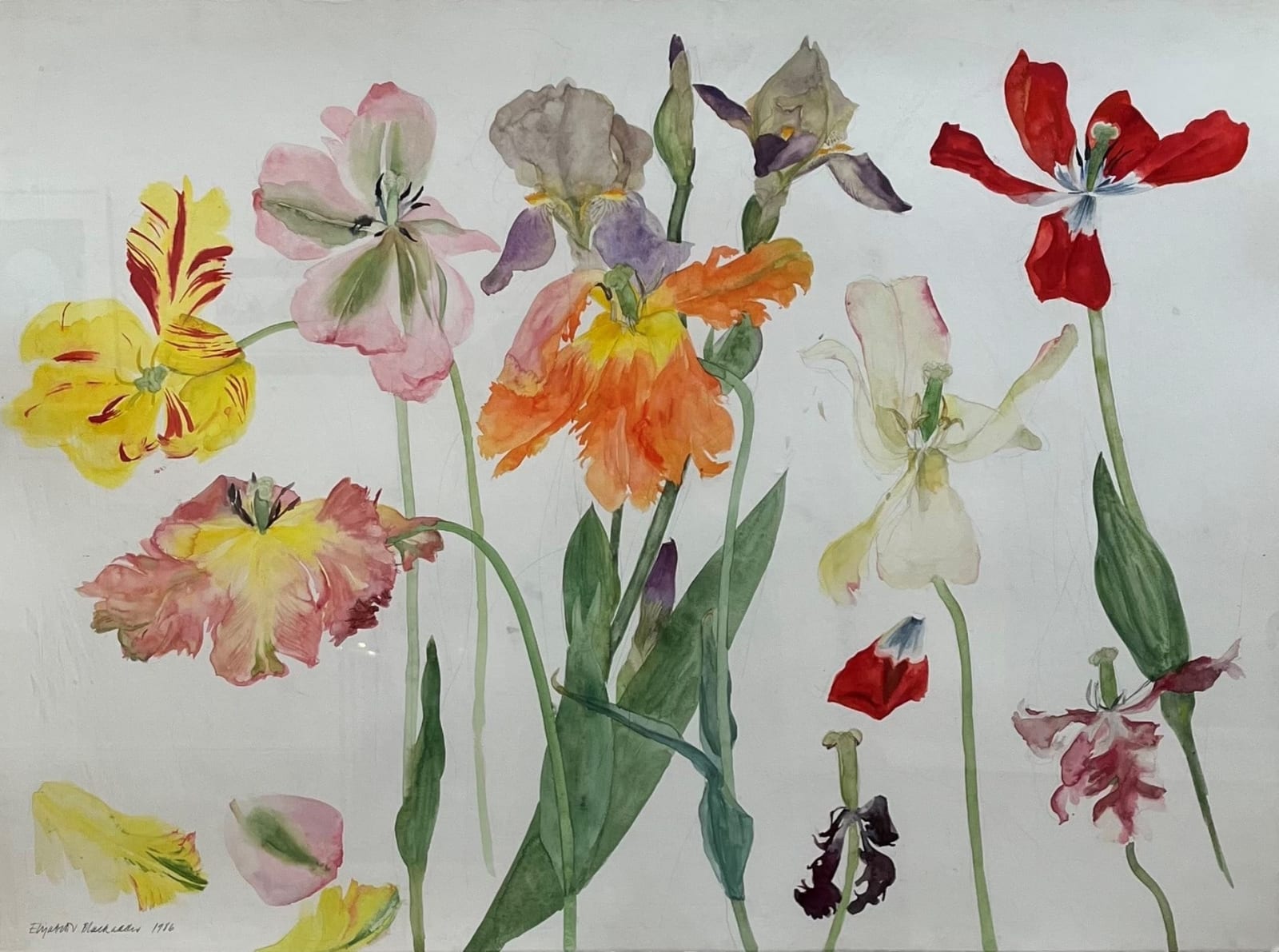 ELIZABETH BLACKADDER, Tulips and Irises