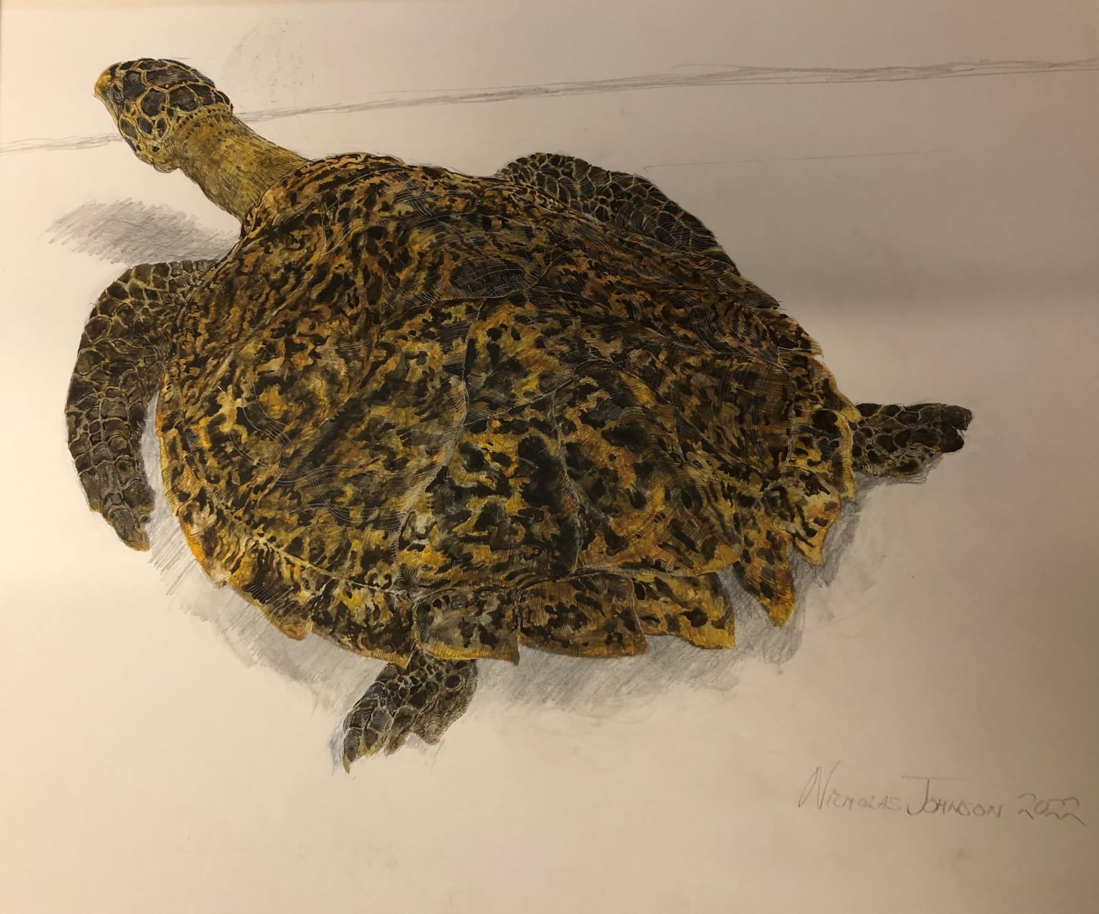 NICHOLAS JOHNSON, Turtle, 2022