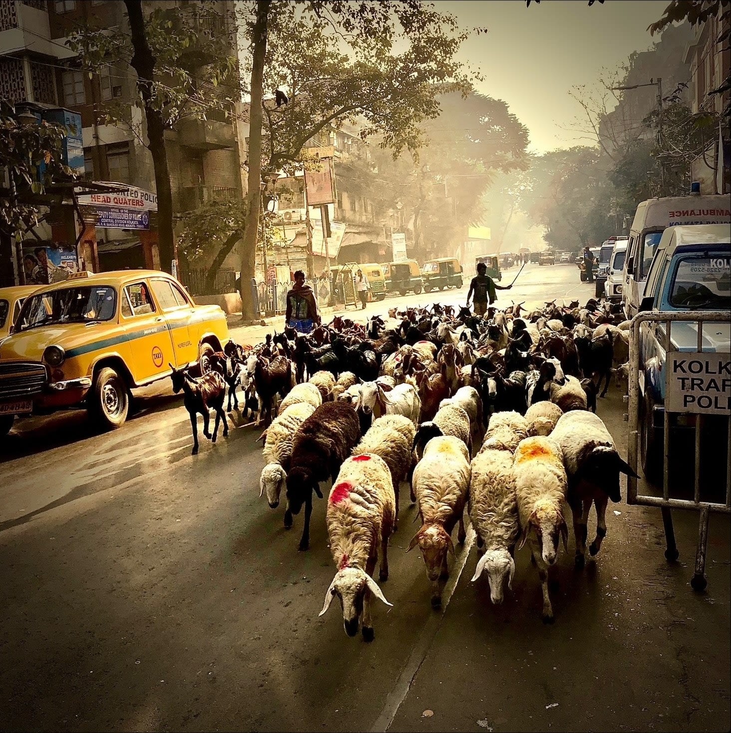 James Lindsay, Off to market. Calcutta