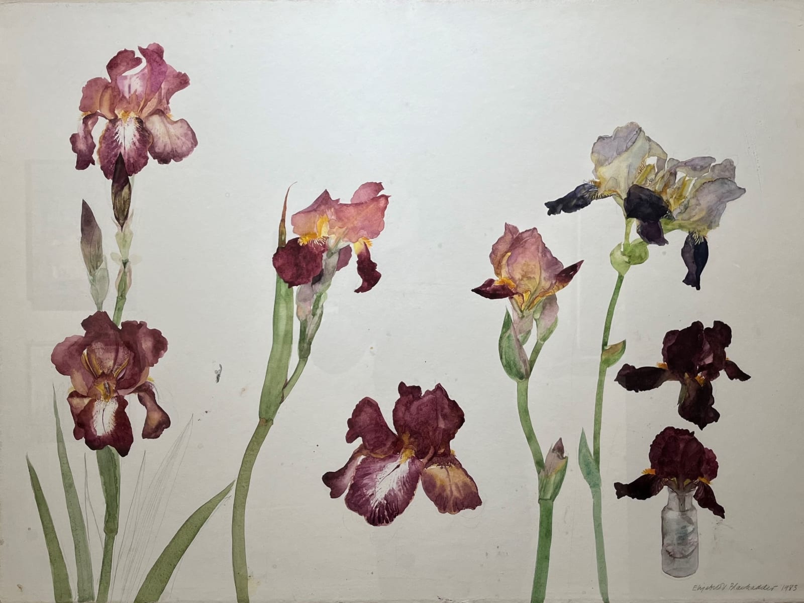 ELIZABETH BLACKADDER, Purple Irises, 1983