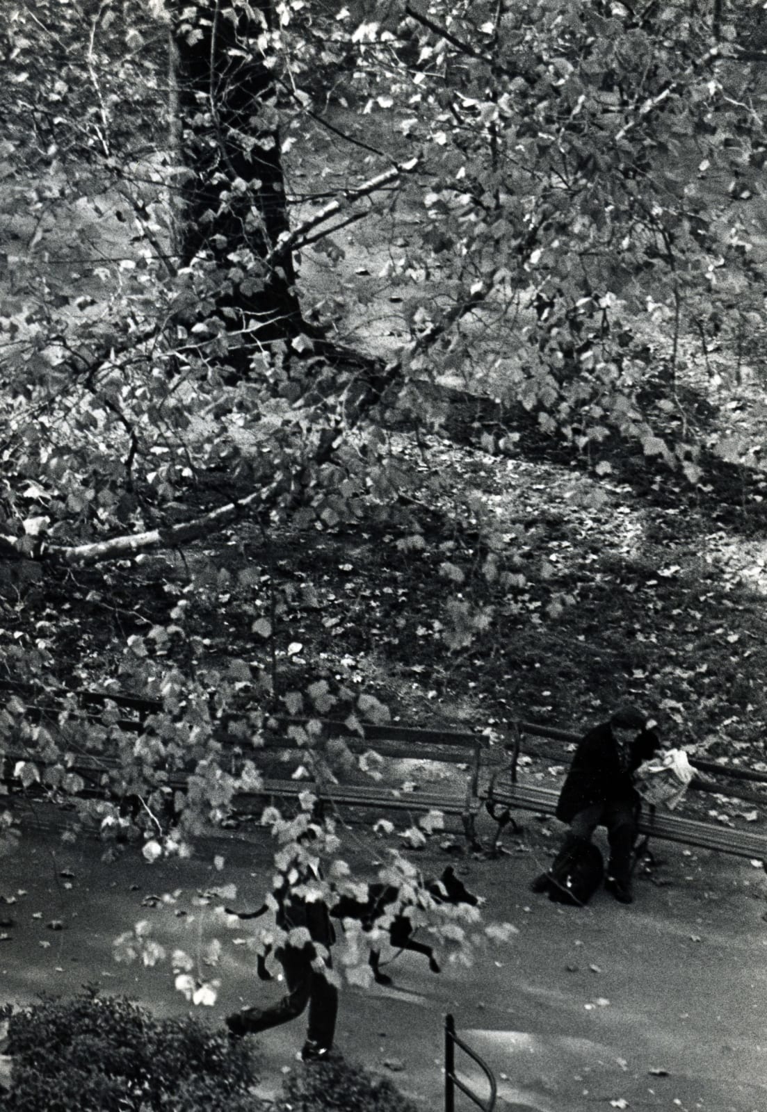 André Kertész, Tree and Dog Walk, October 29, 1967
