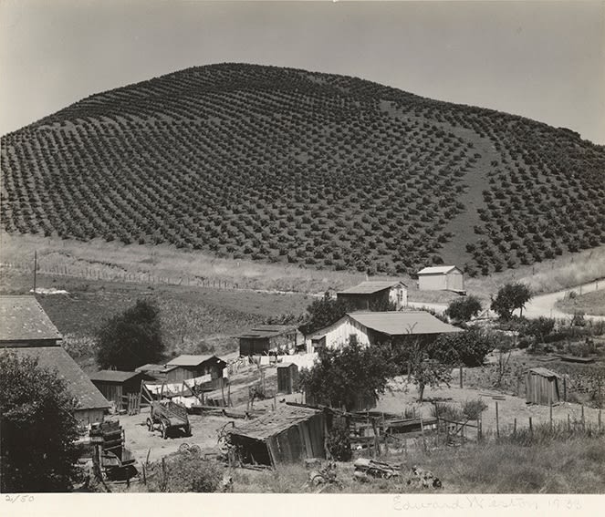 Edward Weston, Vineyard-Prunedale Cutoff, 1933