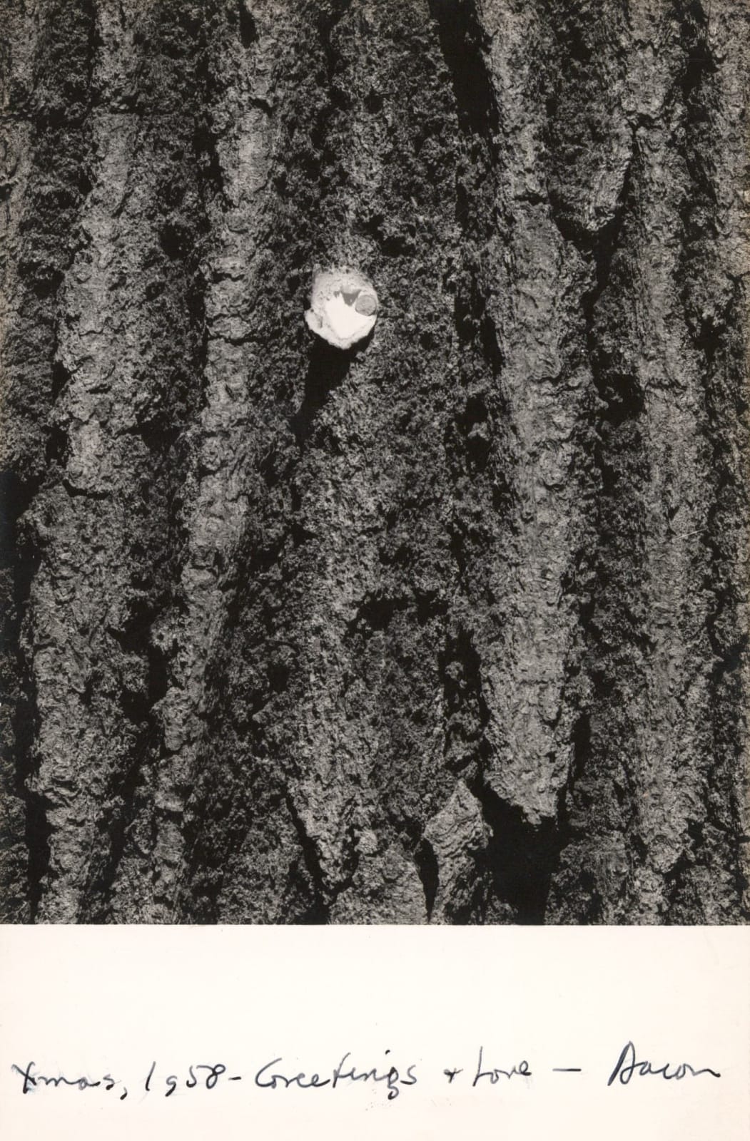 Aaron Siskind, Untitled [Bark] (Christmas Card), 1958