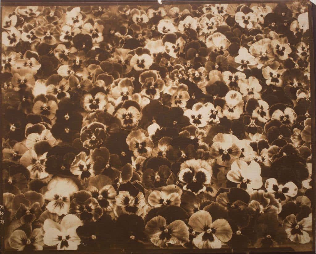 Edward Steichen, Friends, Romans and Countrymen, 1920