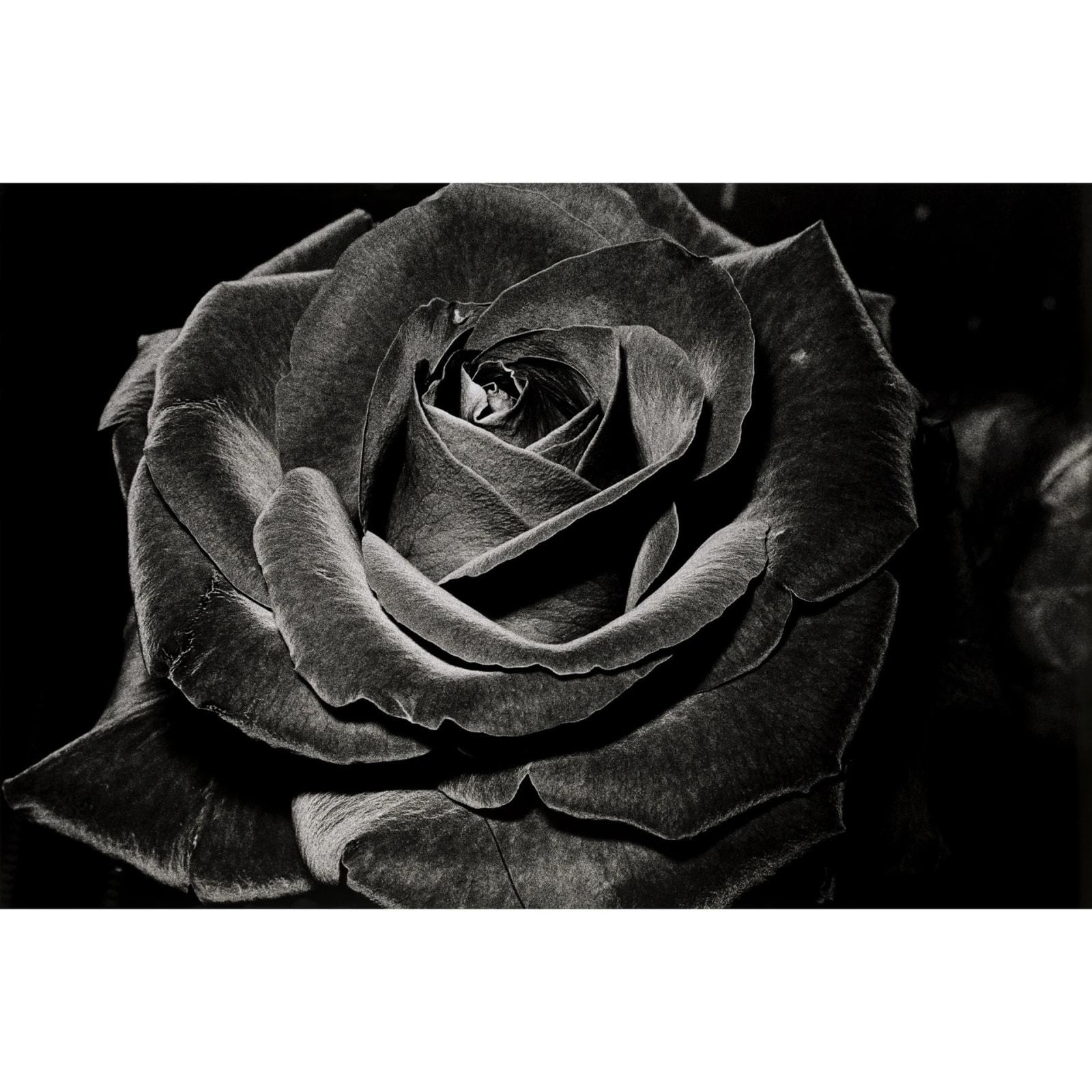 Daido Moriyama, ROSE 1984, 1984