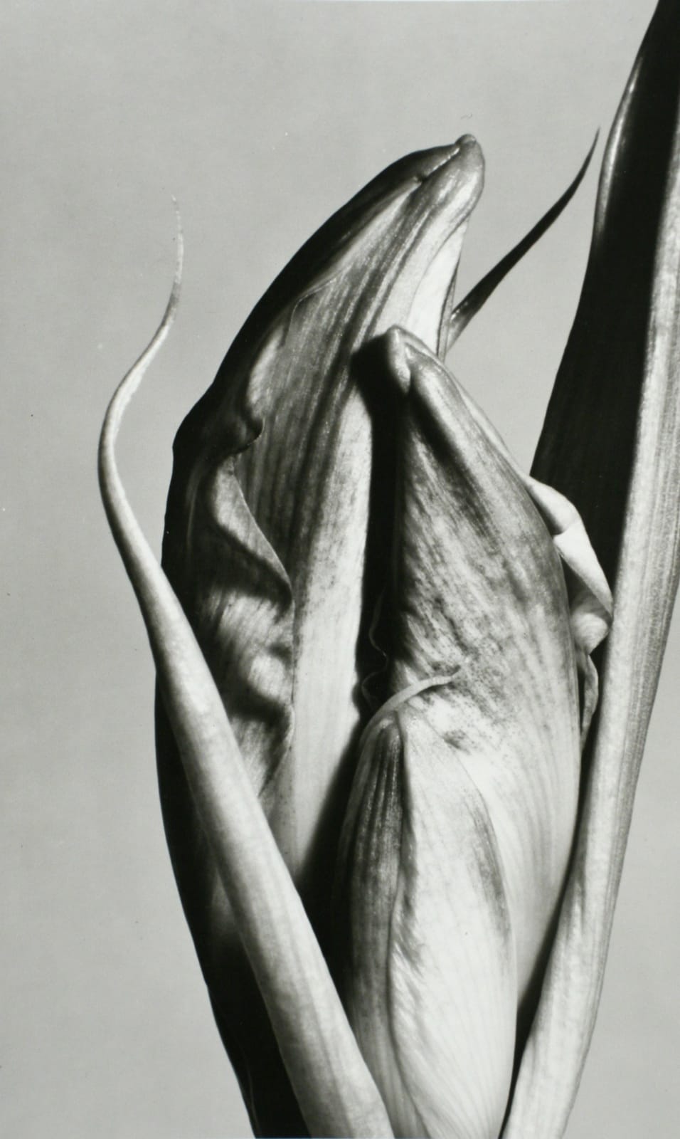 Barbara Morgan, Amaryllis, 1943